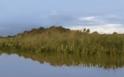 Uncover Volunteer Conservation Work Near You in Specific Conservation Areas