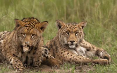 Ready to Make a Difference? Explore Wildlife Protection Volunteer Programs Near You!