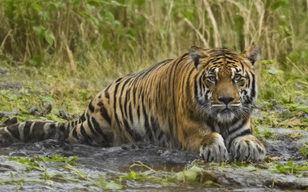 Igniting Conservation: A Comprehensive Guide to Wildlife Conservation Projects in India and Beyond